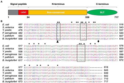 BB0259 Encompasses a Peptidoglycan Lytic Enzyme Function for Proper Assembly of Periplasmic Flagella in Borrelia burgdorferi